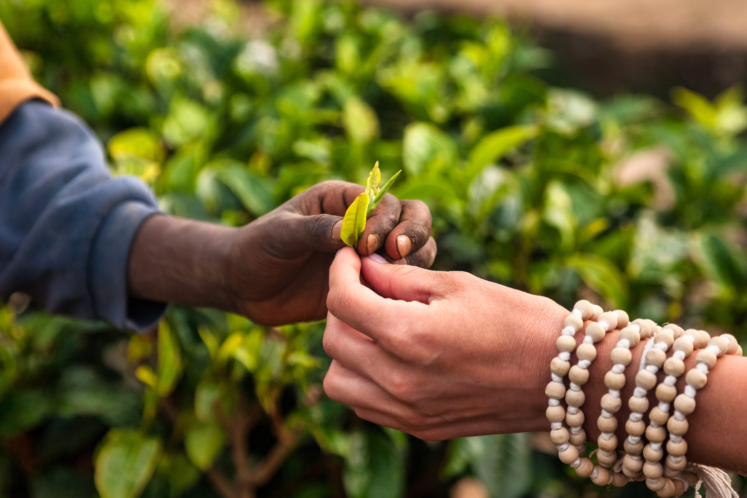 Nestled among the verdant hills of Sri Lanka, a fresh tea leaf is exchanged between experienced hands, celebrating the rich tradition of tea picking.