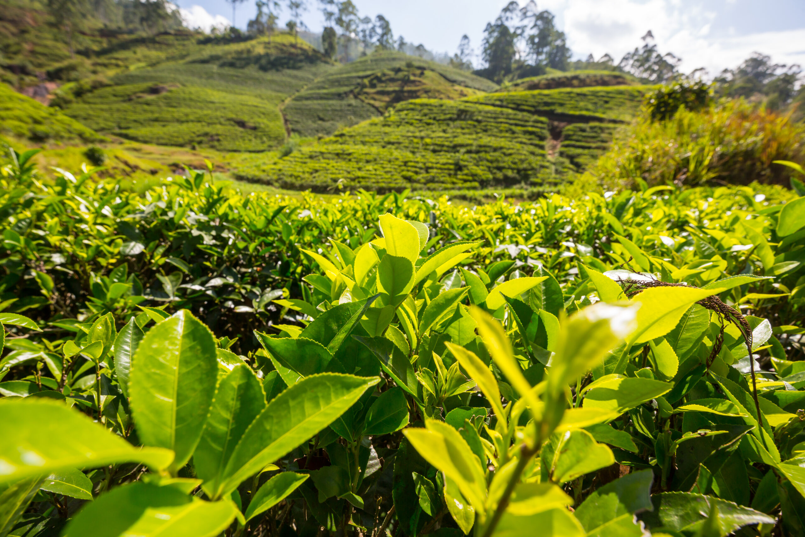 Green natural landscapes_tea plantation on Sri Lanka