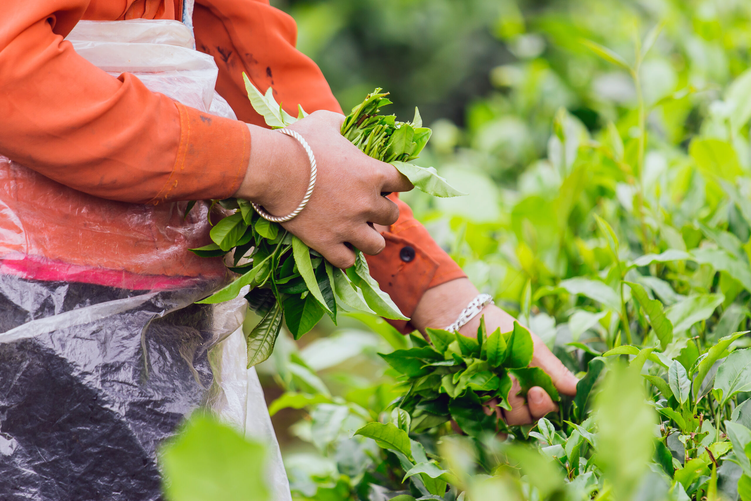 women harvesting tea leaves on farmland of tea plantation
